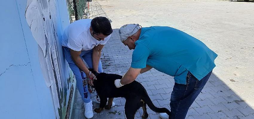 Mustafakemalpaşa Belediyesi’nden kuduz aşısı kampanyası- Güncel Haberler