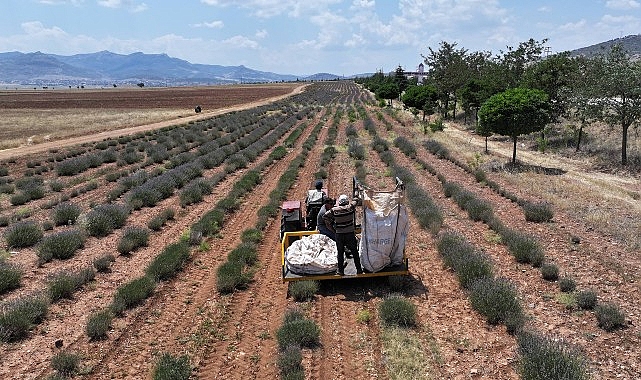 Başkan Altay: “Lavanta Desteğiyle Hem Bölge Turizmine Hem de Çiftçimize Katkı Sağladık”- Güncel Haberler