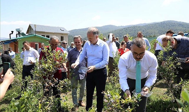 Mavi Yemişte Hasat Başladı- Reyting Tv