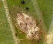 Kocaeli Büyükşehir: Meşe dantel böceği zararsızdır- Güncel Haberler